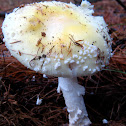 Amanita muscara -yellow