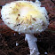 Amanita muscara -yellow