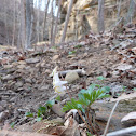 Dutchman's Breeches