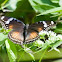 Great Eggfly