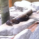 Otter