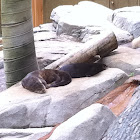 Otter