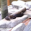 Otter