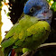 Blue-headed Pionus