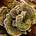 Turkey Tail Fungus