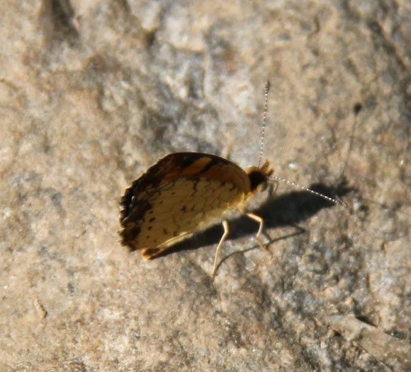 Spotting Image 1