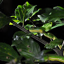Bamboo Pit Viper