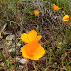 California Poppy