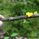 Witches Butter