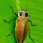 Giant Ceiba Borer