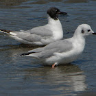 Bonaparte's Gull