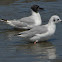 Bonaparte's Gull