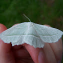 Pale Beauty