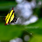 Spiny orb-weaver spider