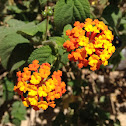 Spanish Flag