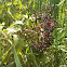 Elderberry