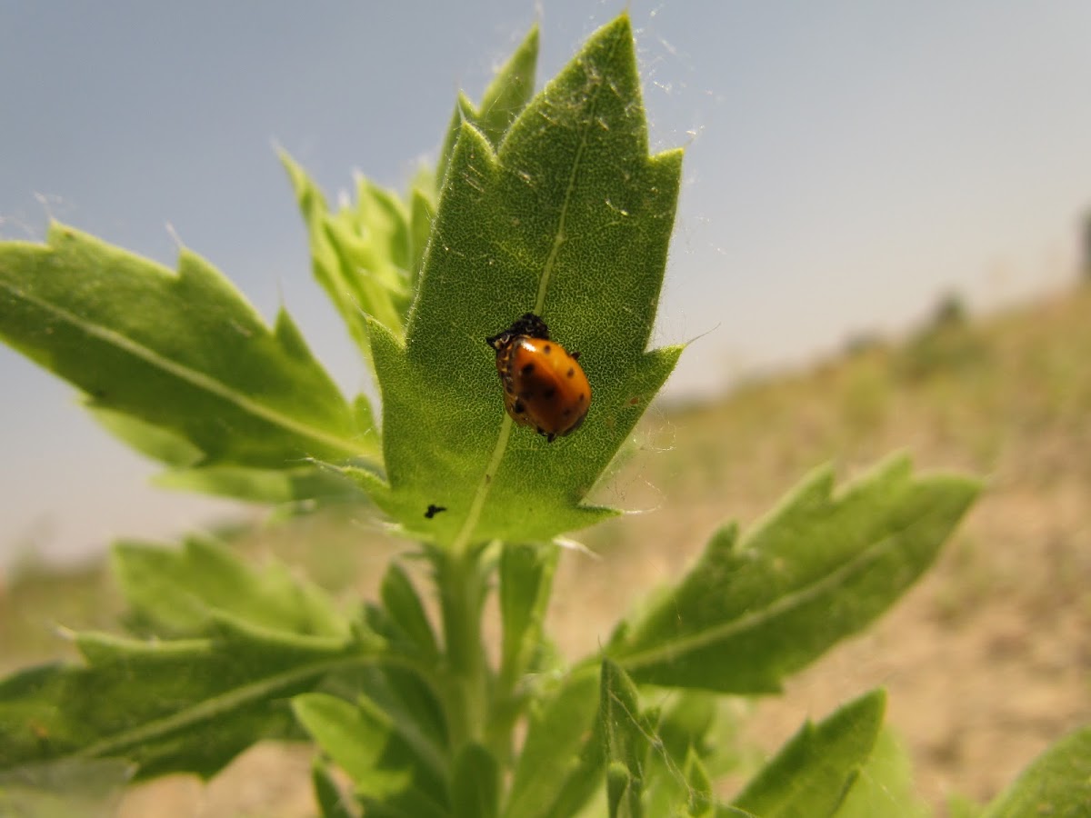 Ladybug