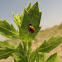 Ladybug