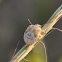 Red shouldered stink bug nymph