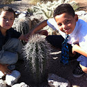 Saguaro Cactus