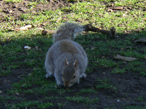 Spotting Image 1