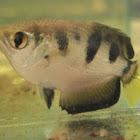 Archer Fish