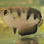 Archer Fish