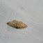 Idaea eugeniata