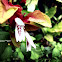 Lollipop Plant