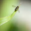 Fly