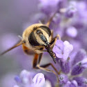 Drone fly