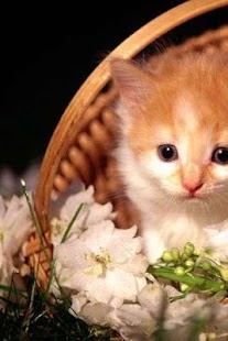 How to get Lovely Cats Puzzle 1.1 apk for pc