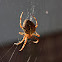 Cross orbweaver