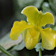 Orchid