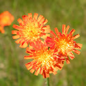 Orange Hawkweed