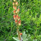 Ocotillo