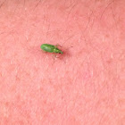 Pale green weevil