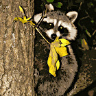 racoon