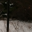 White-Tailed Deer