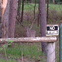 North American White-tail Deer