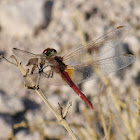 Slim Scarlet-Darter