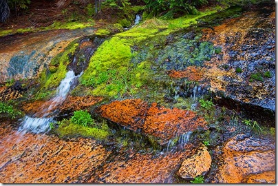 algae