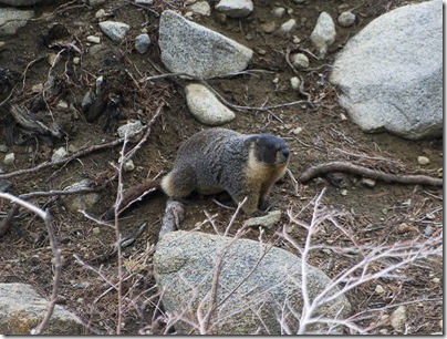 beaver