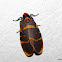 Erebidae-Arctinae