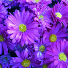 Pink chrysanthemum