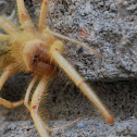 Sun Spider