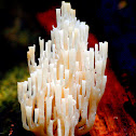 Organ Pipe Fungi ?