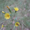 Yellow Hawkweed