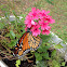 Monarch butterfly