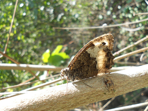 Spotting Image 1